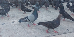 Columba livia