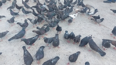 Columba livia