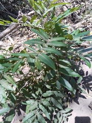 Thouinidium decandrum