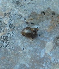 Bithynia tentaculata