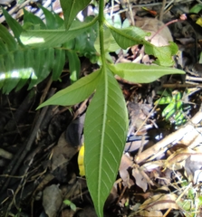 Cuphea appendiculata