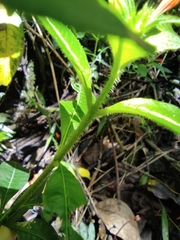 Cuphea appendiculata