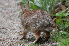 Sylvilagus floridanus