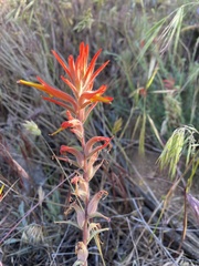 Castilleja subinclusa subinclusa