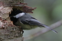 Poecile atricapillus