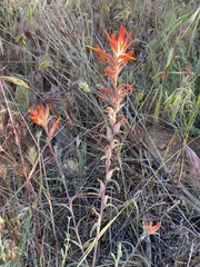 Castilleja subinclusa subinclusa