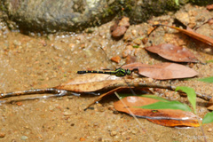 Nihonogomphus semanticus