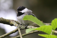 Poecile atricapillus
