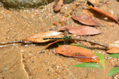 Nihonogomphus semanticus