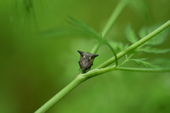 Alcimocoris japonensis