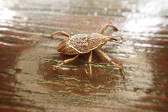 Cryptoderma