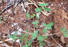 Leucas glabrata