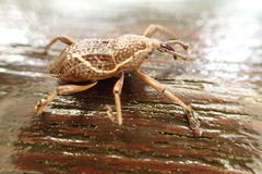 Cryptoderma