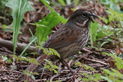 Melospiza melodia