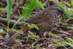 Melospiza melodia