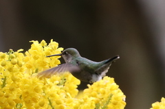 Calypte anna
