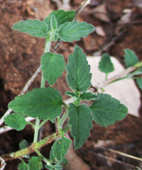 Leucas glabrata