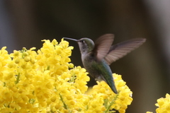 Calypte anna