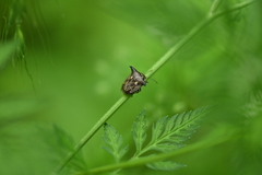 Alcimocoris japonensis