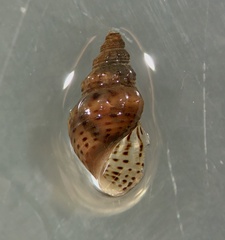 Plotiopsis balonnensis