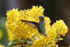 Calypte anna