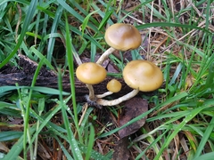 Psilocybe subaeruginosa image