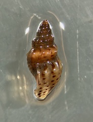 Plotiopsis balonnensis