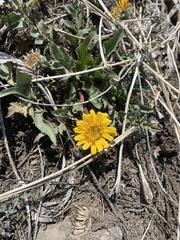 Balsamorhiza serrata