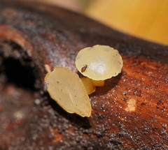 Heterotextus miltinus