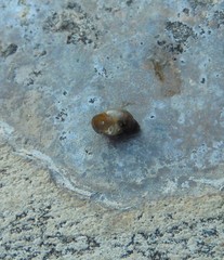 Bithynia tentaculata