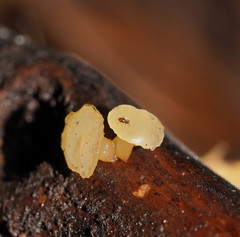 Heterotextus miltinus