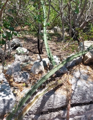 Acanthocereus tetragonus