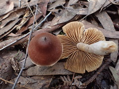 Cortinarius mastoideus