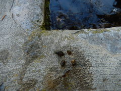 Bithynia tentaculata