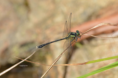 Sinogomphus orestes