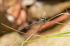 Sinogomphus orestes