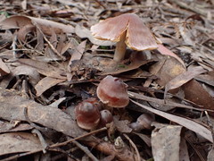 Cortinarius mastoideus