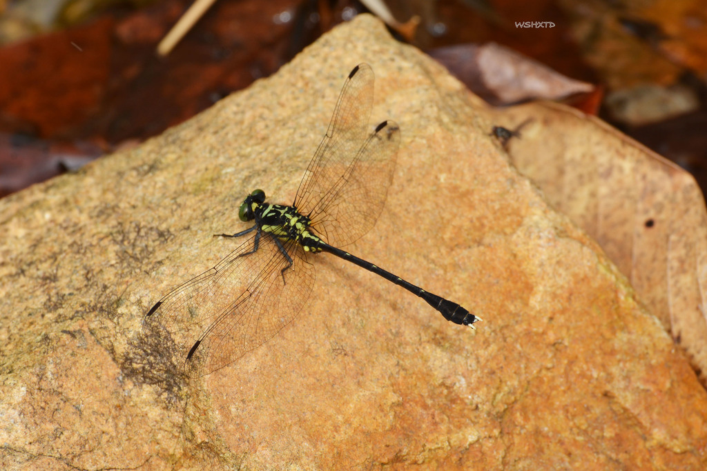 Sinogomphus orestes