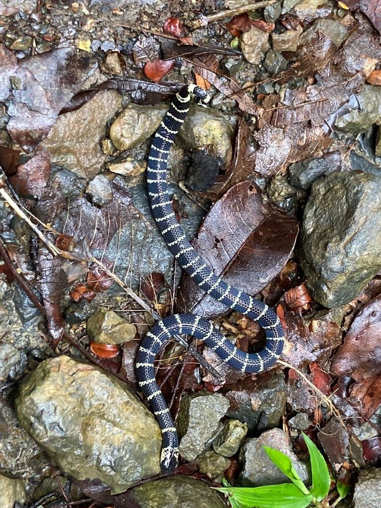 Medem's Coralsnake