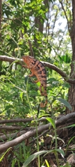Furcifer pardalis
