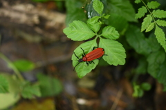 Phyllocladus kasantsevi