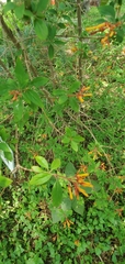 Hamelia patens glabra