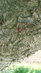 Agriosphodrus dohrni