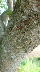 Agriosphodrus dohrni