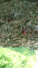 Agriosphodrus dohrni