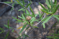 Colliguaja salicifolia