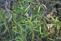 Colliguaja salicifolia