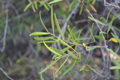 Colliguaja salicifolia