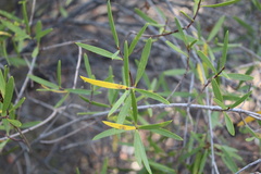 Colliguaja salicifolia