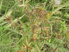 Ludwigia bonariensis
